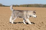 ALASKAN MALAMUTE 182
